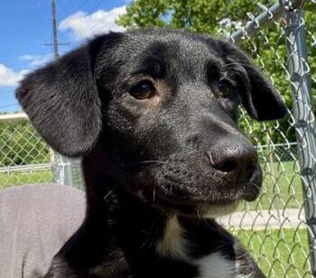 Yancey -  Shepherd Dog for Adoption in Glasgow, Kentucky - Yancey | PetCurious