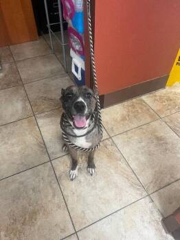 Corryville -  Mixed Breed Dog for Adoption in Cincinnati, Ohio - Corryville | PetCurious