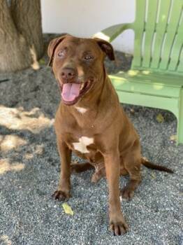 Rescue Labrador Retriever Dogs for Adoption in Ontario, California - Loki I | PetCurious