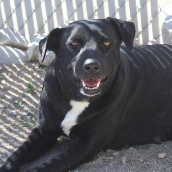 Fuego -  Labrador Retriever Dog for Adoption in Yucca Valley, California - Fuego | PetCurious