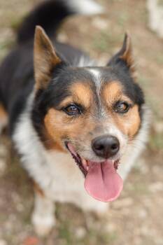 Hex -  Australian Cattle Dog Blue Heeler Dog for Adoption in Newburgh, Indiana - Hex | PetCurious