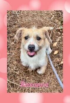 Mixed Breed Dogs Available for Adoption - Roxanne | PetCurious