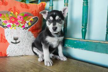 Rescue Husky and Shepherd Dogs for Adoption in San Antonio, Texas - Gypsy | PetCurious