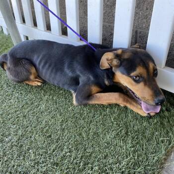 A612002 -  Black And Tan Coonhound and Mixed Breed Dog for Adoption in Modesto, California - A612002 | PetCurious