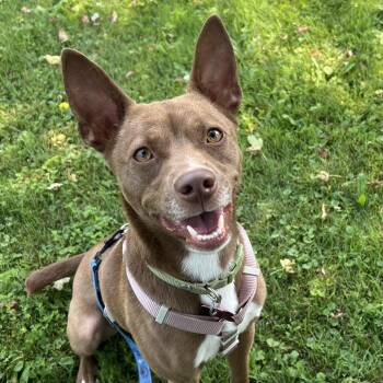 Doc -  Rat Terrier Dog for Adoption in Ithaca, New York - Doc | PetCurious
