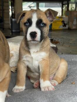 Bulldog Dogs Available for Adoption - Obie | PetCurious