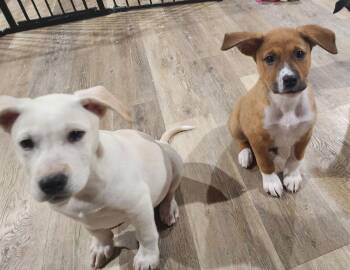 Cattle Dog and Labrador Retriever Dogs Available for Adoption - Humphrey Bogart | PetCurious