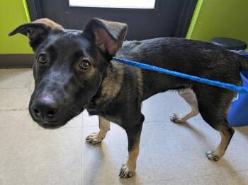 German Shepherd Dog and Mixed Breed Dogs Available for Adoption in Kent, Washington - CALATHEA | PetCurious