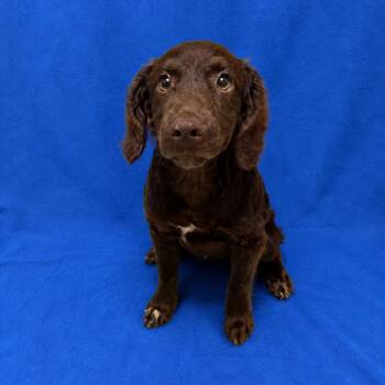 Mocha -  Spaniel Dog for Adoption in Valdosta, Georgia - Mocha | PetCurious