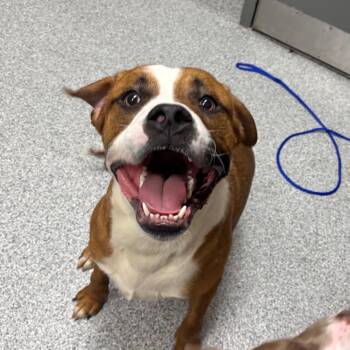 Boxer Dogs Available for Adoption in Grand Rapids, Michigan - Zipper | PetCurious