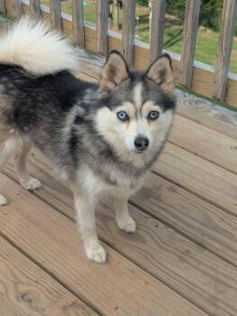 Pomeranian and Husky Dogs Available for Adoption in New York, New York - Katya (AL) | PetCurious