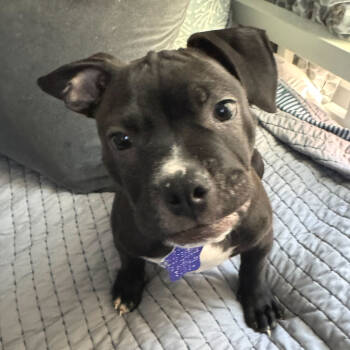 Rescue Mixed Breed Dogs for Adoption in San Francisco, California - Atlas | PetCurious