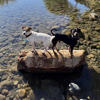 Tama -  Dachshund and Chihuahua Dog for Adoption in Cashmere, Washington - Tama | PetCurious