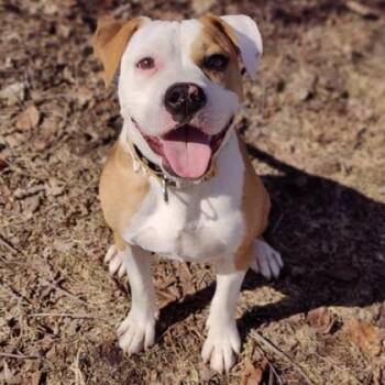 Rescue English Bulldog Dogs for Adoption in Midland, Michigan - Honey Nut | PetCurious