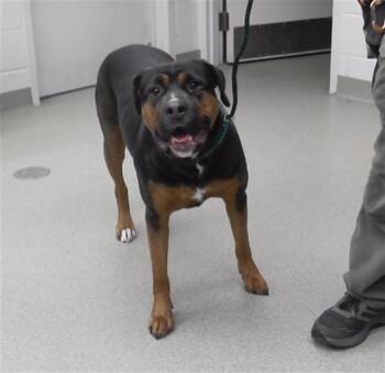 Boerboel and Mixed Breed Dogs Available for Adoption in Omaha, Nebraska - FENDI | PetCurious
