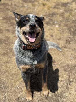 Richard -  Australian Cattle Dog Blue Heeler and Mixed Breed Dog for Adoption in Eagle, Colorado - Richard | PetCurious