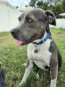 Mixed Breed Dogs Available for Adoption - Mercy | PetCurious