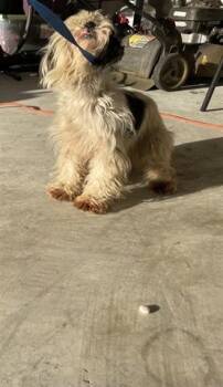 Shih Tzu Dogs Available for Adoption - A653322 | PetCurious