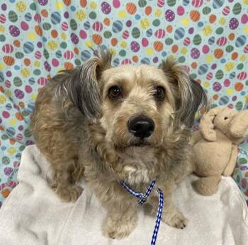 Maltese and Mixed Breed Dogs Available for Adoption - FIFI | PetCurious