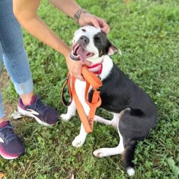 Angelica -  Mixed Breed Dog for Adoption in Hendersonville, North Carolina - Angelica | PetCurious