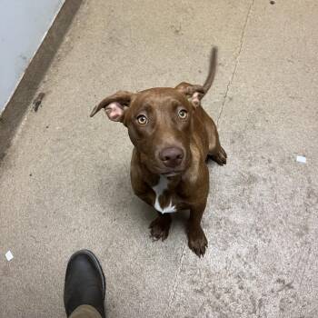 Mixed Breed Dogs Available for Adoption in Chattanooga, Tennessee - Corn Dog | PetCurious