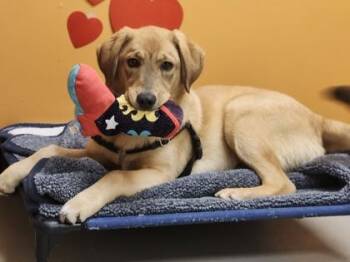 Archie -  Golden Retriever Dog for Adoption in Bellingham, Washington - Archie | PetCurious
