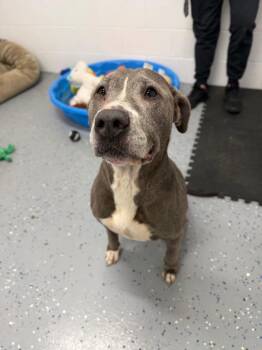 Pearl -  American Staffordshire Terrier Dog for Adoption in Pierceton, Indiana - Pearl | PetCurious