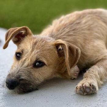 Terrier Dogs Available for Adoption in Hondo, Texas - Coda: Adorable Terrier | PetCurious