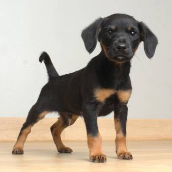 Chihuahua and Mixed Breed Dogs Available for Adoption in Minnetonka, Minnesota - Musketeer D69685 | PetCurious