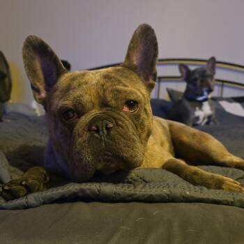 Tig -  French Bulldog Dog for Adoption in Monticello, Minnesota - Tig | PetCurious