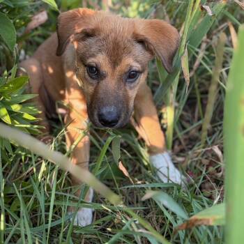 Paisley -  Mixed Breed Dog for Adoption in Buffalo, Minnesota - Paisley | PetCurious