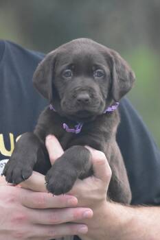 Twix -  Chocolate Labrador Retriever Dog for Sale in Webster, Florida - Twix | PetCurious