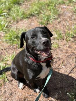Boba -  Black Labrador Retriever Dog for Adoption in Tampa, Florida - Boba | PetCurious