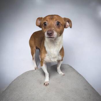 Reggie -  Chihuahua Dog for Adoption in Dallas, Georgia - Reggie | PetCurious