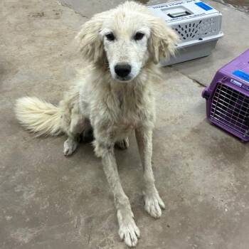 Strawberry shortcake -  Mixed Breed Dog Available for Adoption in Corbin, Kentucky - Strawberry Shortcake | PetCurious