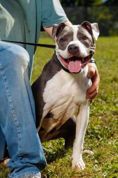 Lady May -  American Staffordshire Terrier Dog for Adoption in Chester Springs, Pennsylvania - Lady May | PetCurious