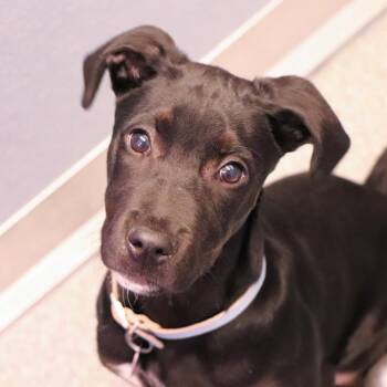 Mixed Breed Dogs Available for Adoption in Port Washington, New York - Bean | PetCurious