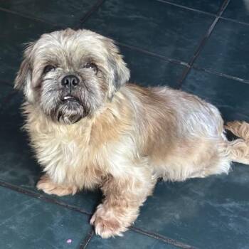 Penny -  Shih Tzu Dog for Adoption in Overland Park, Kansas - Penny | PetCurious