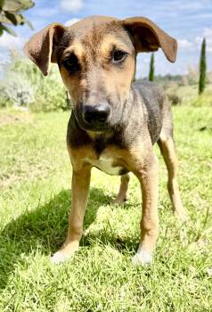 Mary Kate (Olsen) -  Shepherd Dog for Adoption in Rollingwood, Texas - Mary Kate (Olsen) | PetCurious