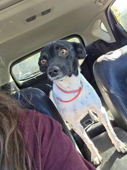 Rescue Terrier and Mixed Breed Dogs for Adoption in Edmond, Oklahoma - Bella | PetCurious