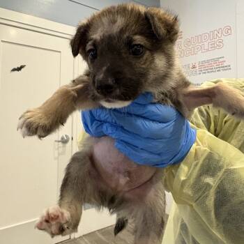 Rescue Siberian Husky Dogs for Adoption in Los Angeles, California - Butterscotch | PetCurious