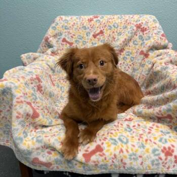 Terrier Dogs Available for Adoption - Patrick | PetCurious