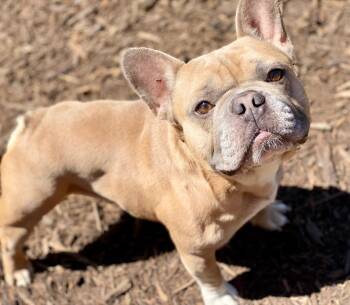 Clyde -  French Bulldog Dog for Adoption in Urbandale, Iowa - Clyde | PetCurious