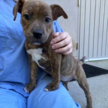 Amara -  Mixed Breed Dog for Adoption in Bedford, New Hampshire - Amara | PetCurious