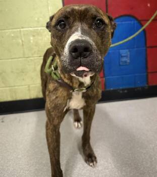 Pit Bull Terrier Dogs Available for Adoption in Indianapolis, Indiana - SAMANTHA | PetCurious