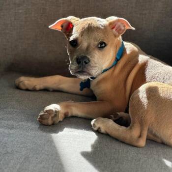 Crumb -  Pit Bull Terrier Dog for Adoption in Chicago, Illinois - Crumb | PetCurious