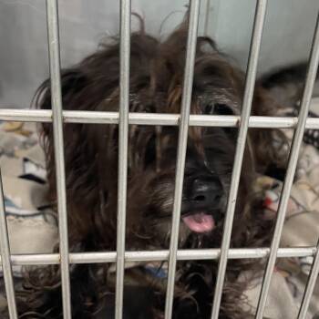 Shih Tzu Dogs Available for Adoption in Port Charlotte, Florida - Oscar | PetCurious