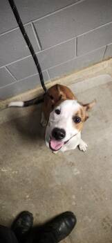 HUDSON 261-26 -  Shepherd and Pit Bull Terrier Dog for Adoption in Cambridge, Ohio - HUDSON 261-26 | PetCurious