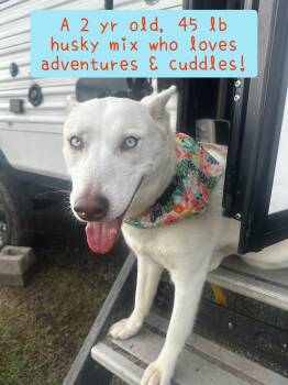 Elsa -  Siberian Husky Dog for Adoption in Plano, Texas - Elsa | PetCurious