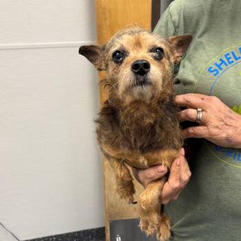 Yorkshire Terrier and Mixed Breed Dogs Available for Adoption in Columbiana, Alabama - Janice | PetCurious
